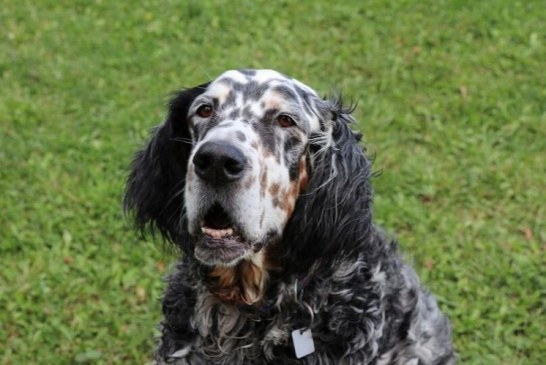 Fiel compañero de caza. El perro que no abandonó a su dueño fallecido hasta que lo encontraron