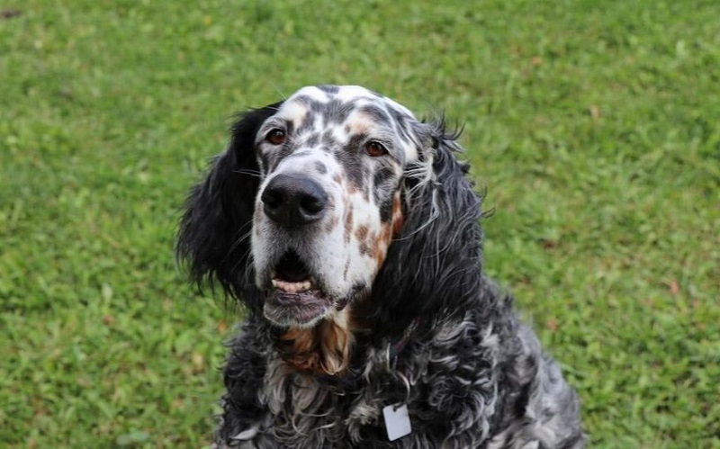 Fiel compañero de caza. El perro que no abandonó a su dueño fallecido hasta que lo encontraron