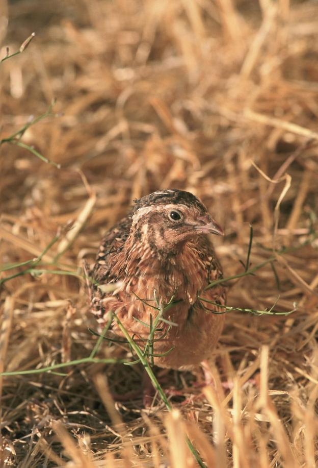 Alertan que los ecologistas quieren prohibir la caza de la codorniz