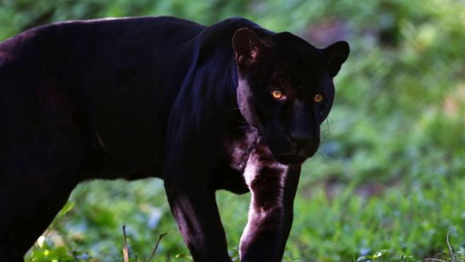 Alertan de la presencia de una pantera negra en un pueblo de Granada