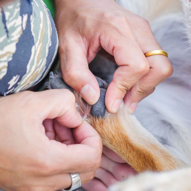 Cómo eliminar las molestas pulgas y garrapatas de tu perro (y de tu casa)