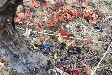 Los estragos del jabalí en la Ribeira Sacra: si no hay uvas tira bancales