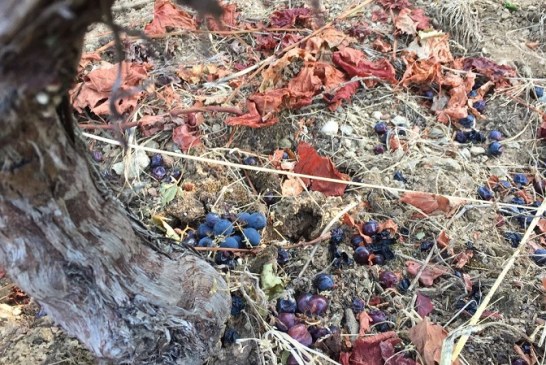 Los estragos del jabalí en la Ribeira Sacra: si no hay uvas tira bancales