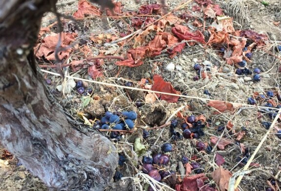 Los estragos del jabalí en la Ribeira Sacra: si no hay uvas tira bancales