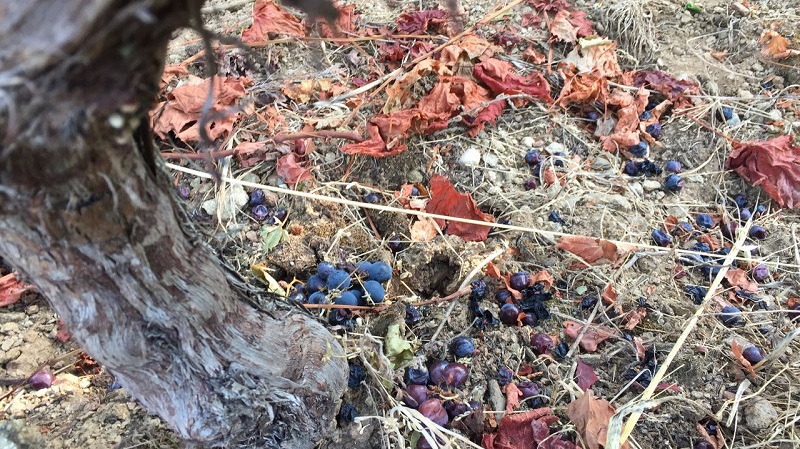 Los estragos del jabalí en la Ribeira Sacra: si no hay uvas tira bancales