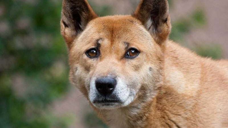 Los extraños perros cantores reaparecen en la naturaleza después de 50 años (+ vídeo)