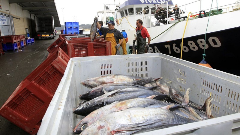 Franceses e irlandeses pescan en el Cantábrico bonito vetado a españoles