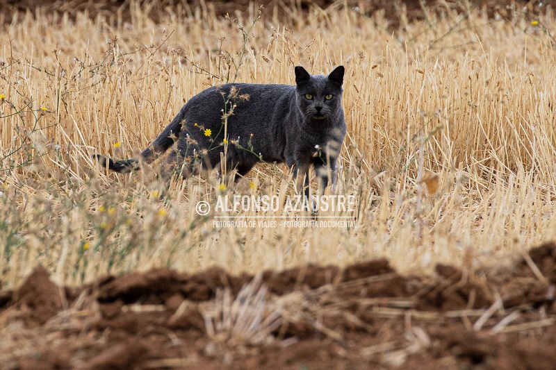 Las fotografías del gato que quiso ser pantera en Ventas de Huelma