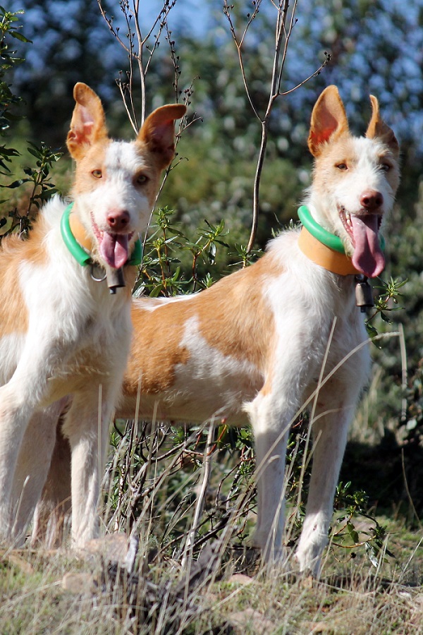 Nueva Ley de bienestar animal en Castilla La Mancha