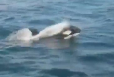 Un grupo de orcas ataca a un velero de la Armada española a dos millas de Corrubedo