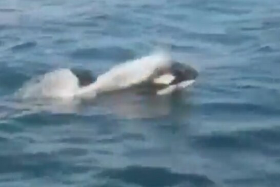 Un grupo de orcas ataca a un velero de la Armada española a dos millas de Corrubedo