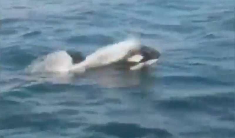 Un grupo de orcas ataca a un velero de la Armada española a dos millas de Corrubedo