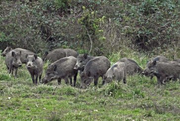 Prohibir la caza en Parques Nacionales podría costar 320 millones de euros en indemnizaciones