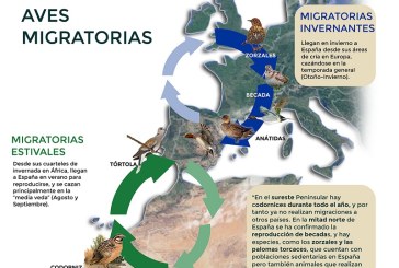 El sector cinegético, al rescate de las aves migratorias