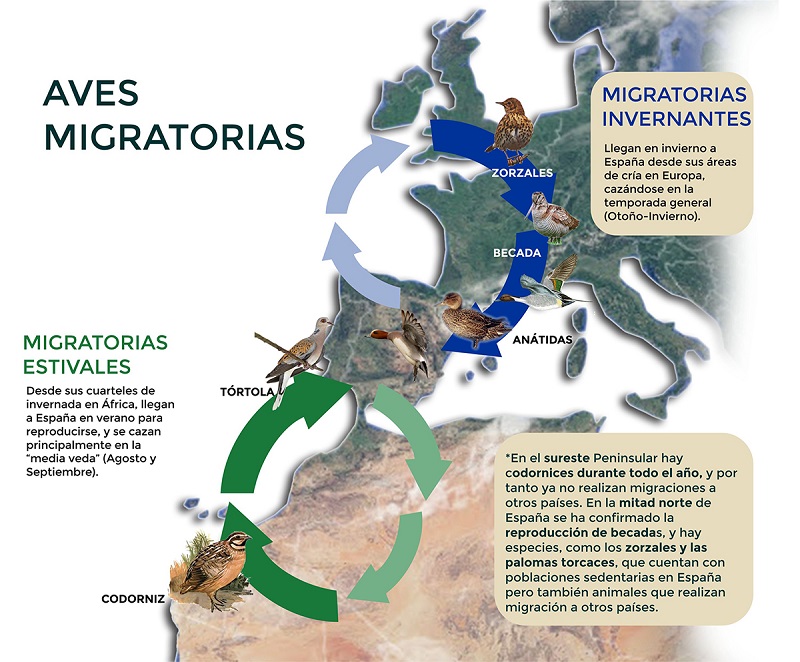 El sector cinegético, al rescate de las aves migratorias