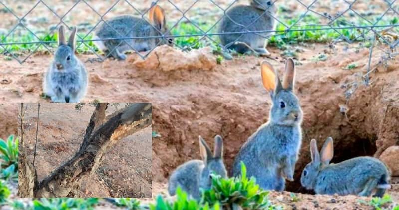 Ecologistas apuestan “vallar los campos y técnicas con ultrasonidos” para evitar daños de los conejos