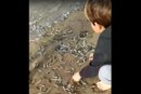 Avalancha de anchoas en las playas del cantábrico