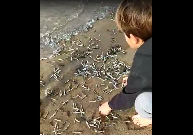 Avalancha de anchoas en las playas del cantábrico