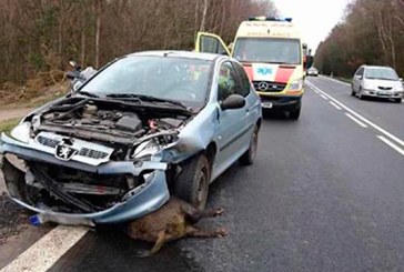 Uno de cada cinco accidentes de 2021 en Navarra fueron por atropellos a animales