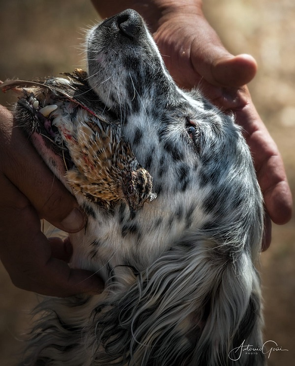 Puesta a punto de los perros para batidas y jornadas de caza mayor y menor