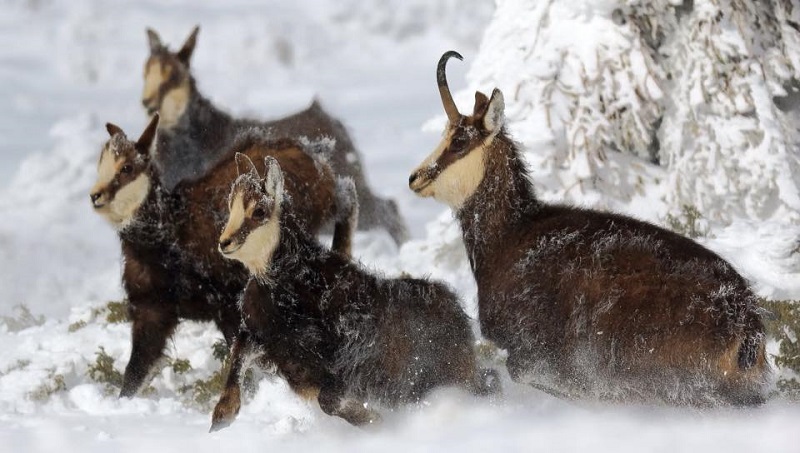 Picos de Europa: el rebeco cantábrico, su símbolo