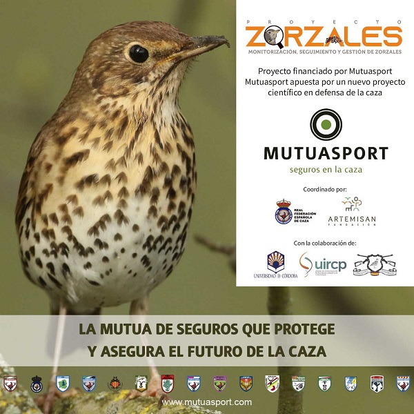Mutuasport y entidades del sector cinegético lanzan el “Proyecto Zorzales: monitorización, seguimiento y gestión de zorzales en España”