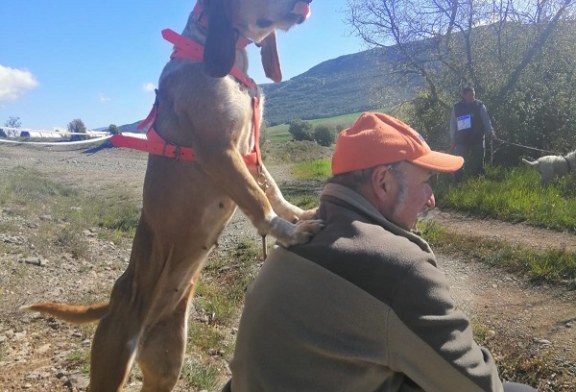 Tres estudios que han cambiado todo lo que creíamos sobre los perros