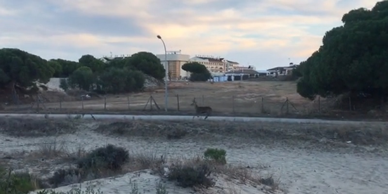 Un ciervo de grandes dimensiones recorre las calles de Matalascañas