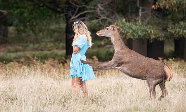 ‘No somos Bambi’: un ciervo patea a una joven en un parque de Londres