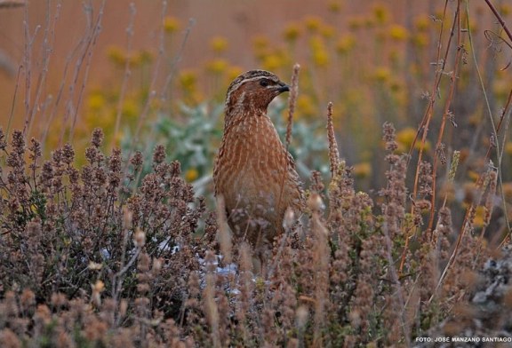 Los cazadores de toda España entregan cerca de 7.000 muestras de codorniz para el proyecto Coturnix