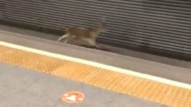 Un macho montes corre por las vías del metro en Valencia y deja atónitos a los viajeros en una estación