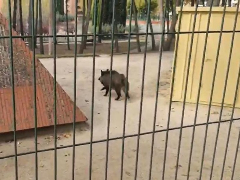 Susto por un jabalí suelto en un parque de Barbastro