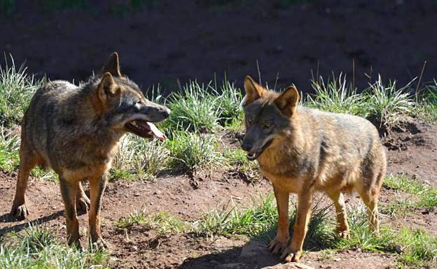 Pese a las denuncias ecologistas, la fiscalía aprueba extraer lobos en Cantabria