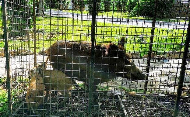 Los jabalíes proliferan en zonas urbanas de la Costa por la falta de medidas de control