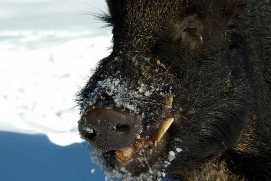 La RFEC y AESAN lanzan una campaña de prevención de la triquinosis en carne de jabalí para autoconsumo