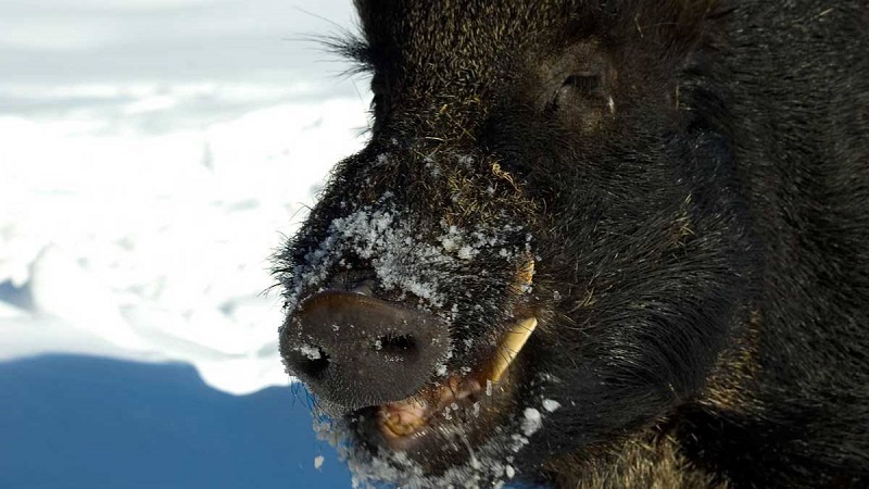 La RFEC y AESAN lanzan una campaña de prevención de la triquinosis en carne de jabalí para autoconsumo