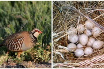 ¿Cuál es el efecto de los productos fitosanitarios sobre los huevos de perdiz roja?