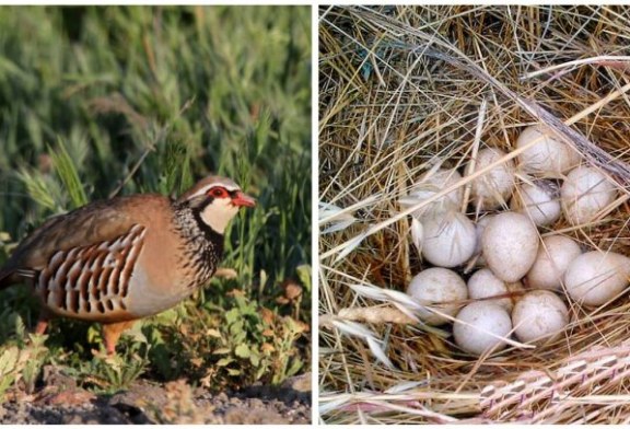 ¿Cuál es el efecto de los productos fitosanitarios sobre los huevos de perdiz roja?