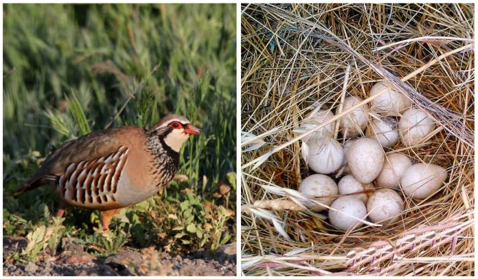 ¿Cuál es el efecto de los productos fitosanitarios sobre los huevos de perdiz roja?