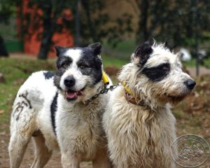 La asociación española de rehalas contra la apropiación indebida de perros de caza