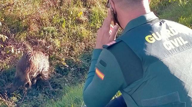 INCREIBE! Rescatado un jabalí herido en Navarra