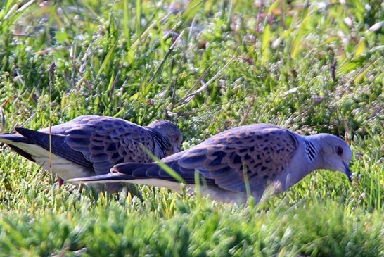 El plan anticaza del Gobierno de España: ignorar a Europa para declarar la tórtola como “especie vulnerable”