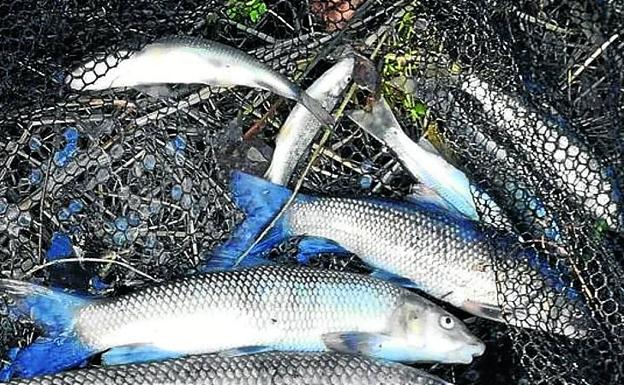 Recogen 700 peces muertos tras el vertido al río Gobela