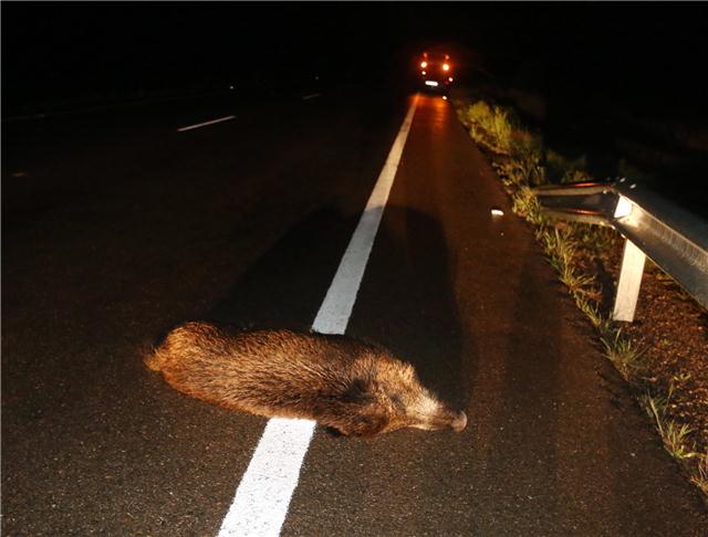 Aumento de accidentes de tráfico con animales de caza