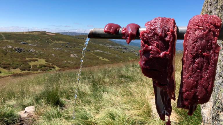 Consejos para consumir sin riesgo carne de caza