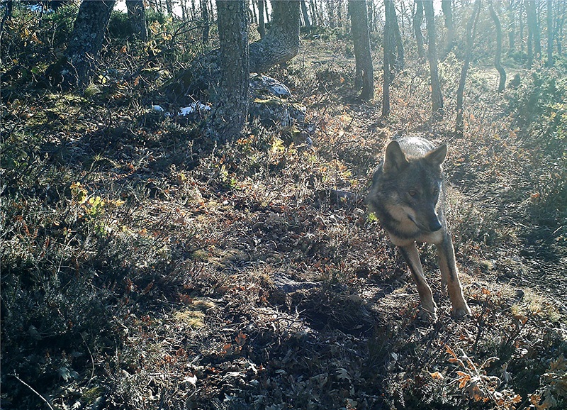 Cantabria, Asturias, Galicia y CyL paralizan la propuesta del MITECO de incrementar la protección del lobo ibérico