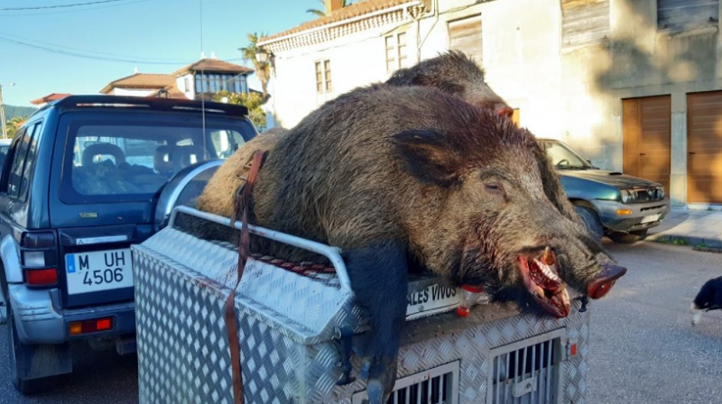 Cazan un tremendo jabalí de 160 kilos