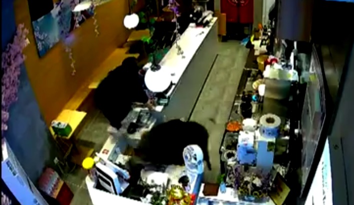 Un jabalí macho se cuela en una tienda china y arremete contra todo a su paso