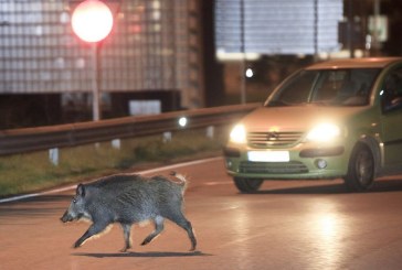 La sobrepoblación y la época de celo llevan al jabalí al centro de las ciudades