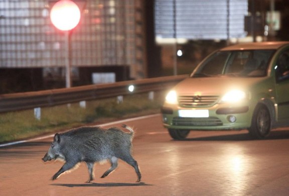 La sobrepoblación y la época de celo llevan al jabalí al centro de las ciudades